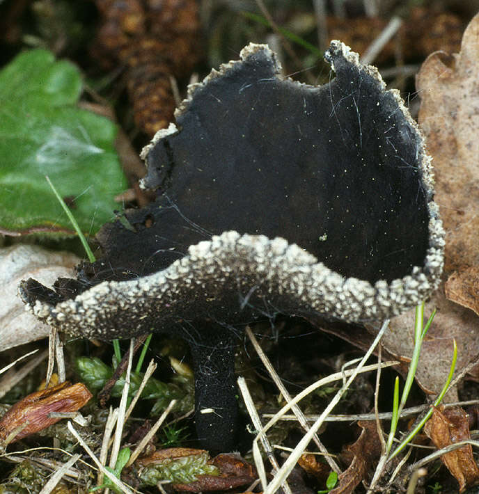 Image of Helvella corium (O. Weberb.) Massee 1895