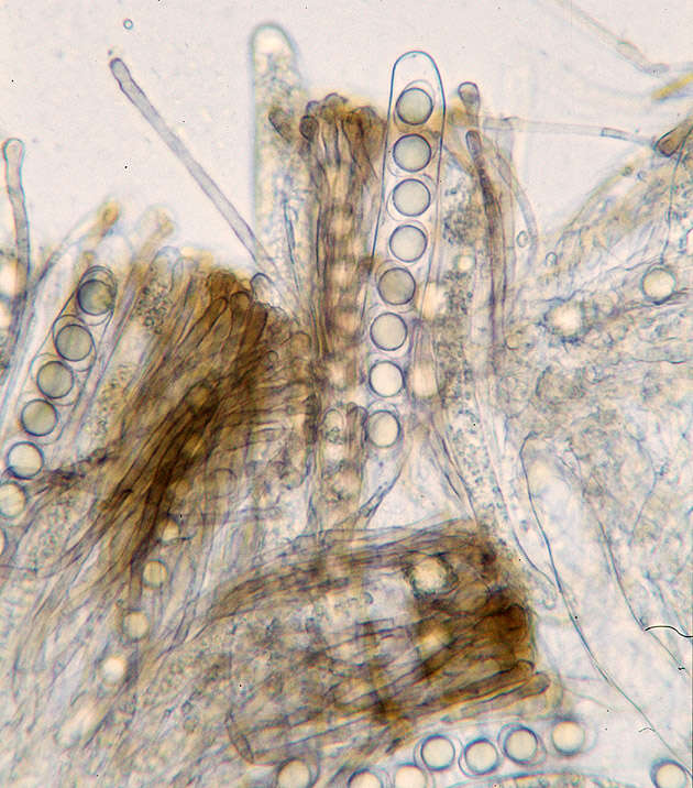 Image of Helvella corium (O. Weberb.) Massee 1895