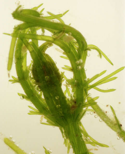 Image of Bristly Stonewort