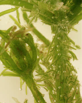 Image of Bristly Stonewort