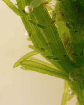 Image of Bristly Stonewort