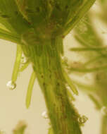 Image of Bristly Stonewort