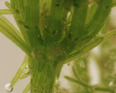 Image of Bristly Stonewort