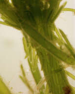 Image of Bristly Stonewort