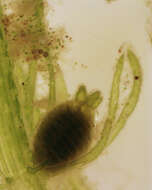 Image of Bristly Stonewort