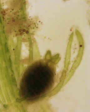 Image of Bristly Stonewort