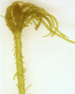 Image of Bristly Stonewort