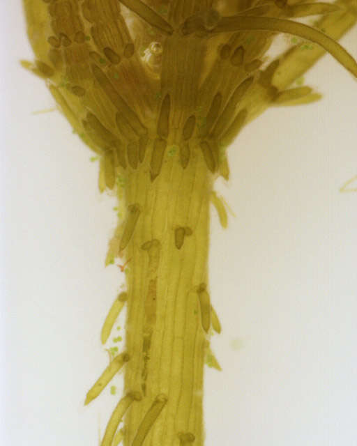 Image of Bristly Stonewort