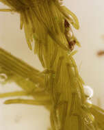 Image of Bristly Stonewort