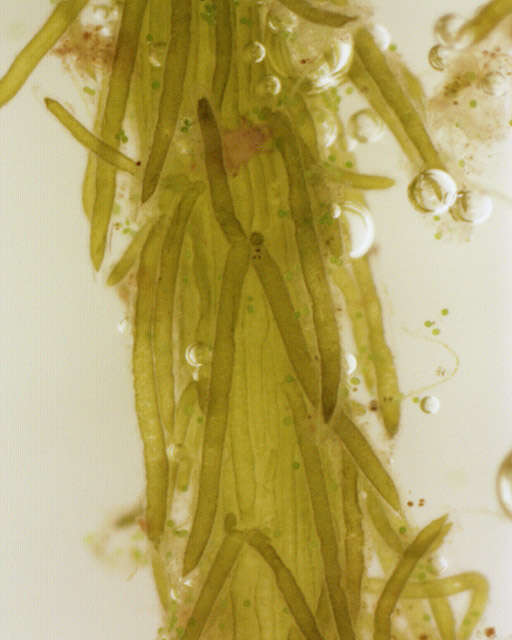 Image of Bristly Stonewort