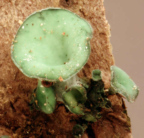 Image de Chlorociboria aeruginascens (Nyl.) Kanouse ex C. S. Ramamurthi, Korf & L. R. Batra 1958