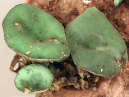 Image de Chlorociboria aeruginascens (Nyl.) Kanouse ex C. S. Ramamurthi, Korf & L. R. Batra 1958