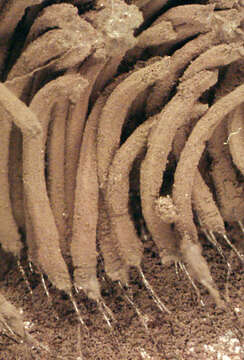 Image of Stemonitis fusca