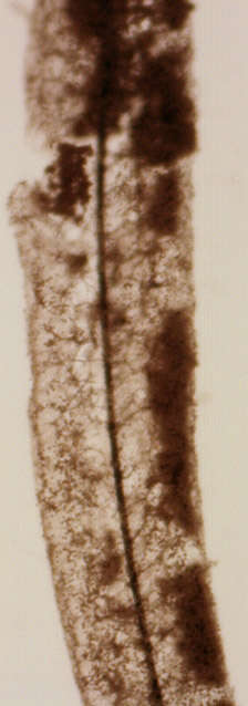 Image of Stemonitis fusca