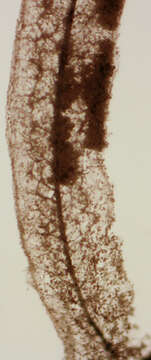 Image of Stemonitis fusca