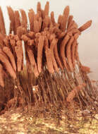 Image of Stemonitis axifera