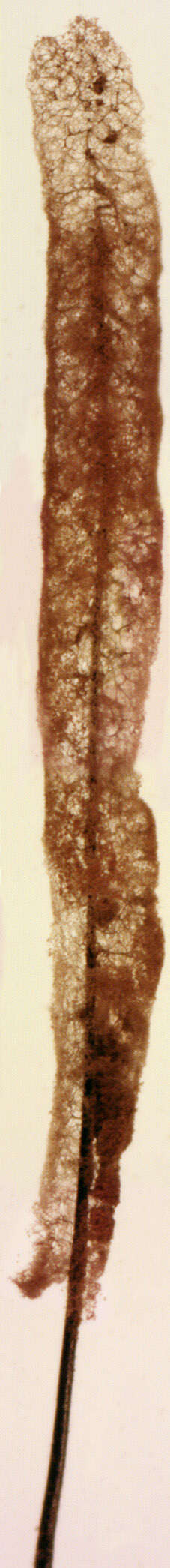 Image of Stemonitis axifera