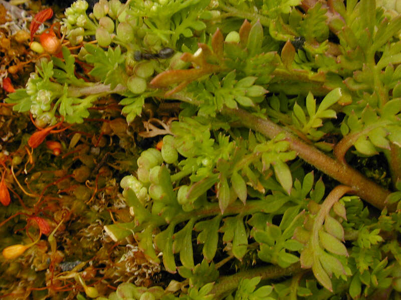 Image of Lesser swine-cress