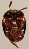 Image of Anisotoma humeralis (Olivier & A. G. 1790)
