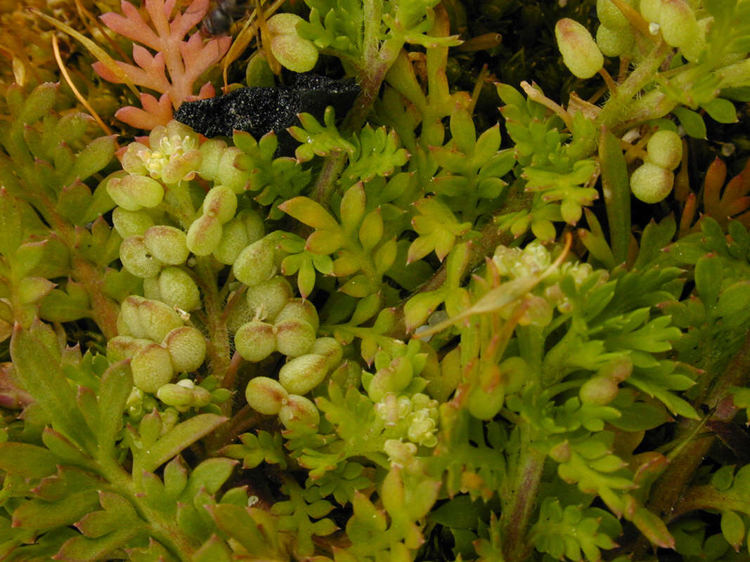 Image of Lesser swine-cress