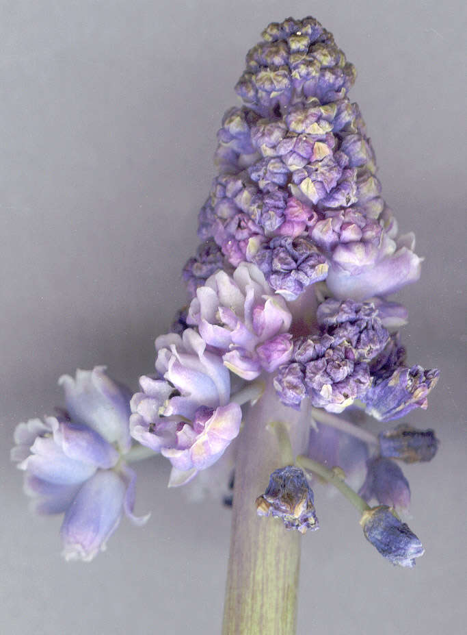 Image of Armenian grape hyacinth