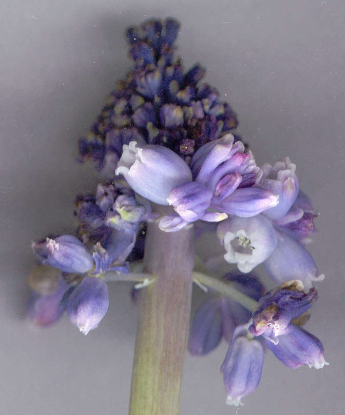 Image of Armenian grape hyacinth