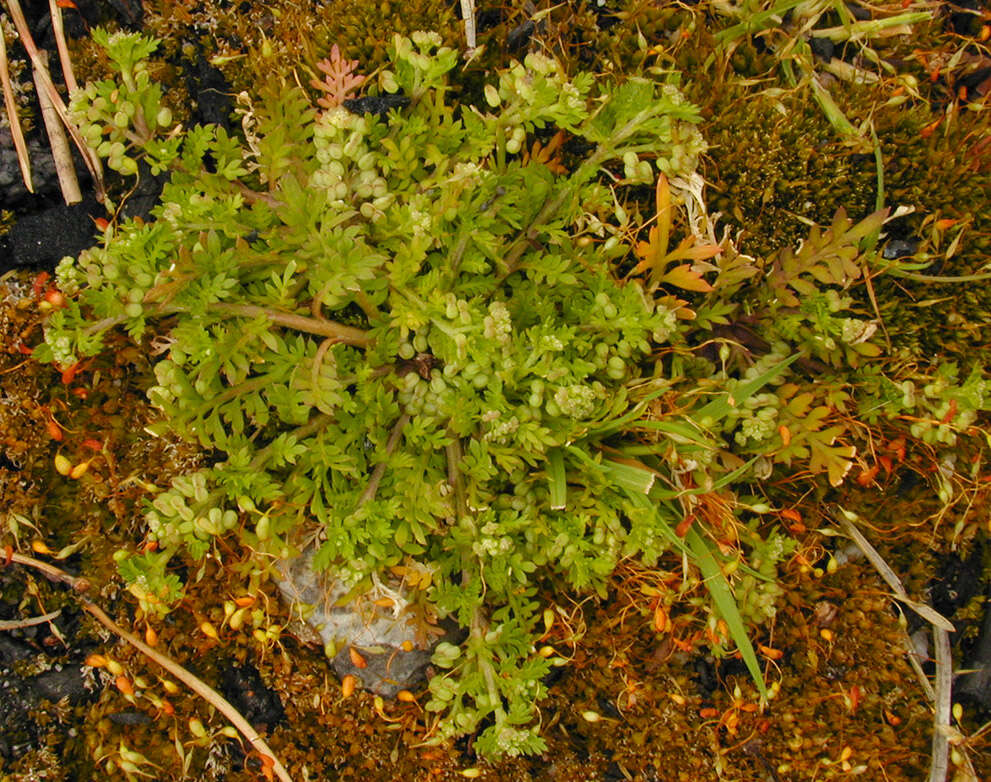 Image of Lesser swine-cress