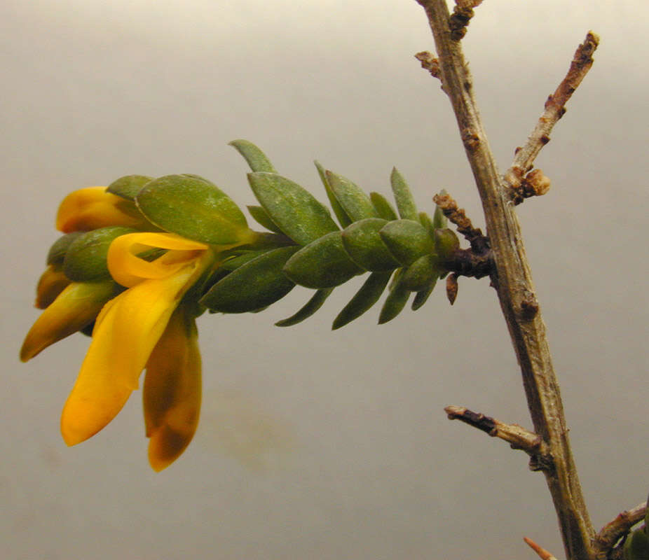 Image of <i>Genista <i>anglica</i></i> var. anglica