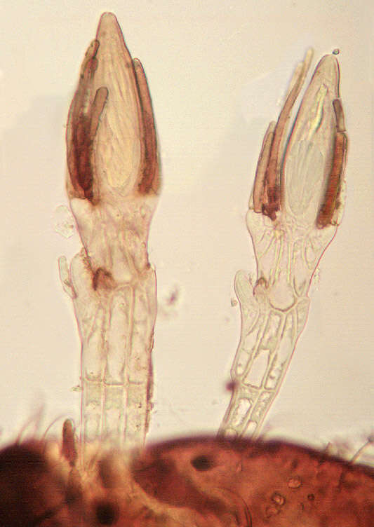 Image of Peyritschiella protea Thaxt. 1900