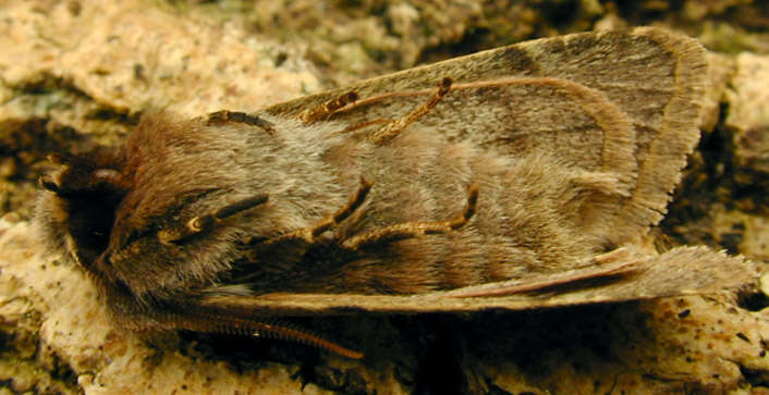 Orthosia gothica Linnaeus 1758 resmi