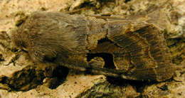 Orthosia gothica Linnaeus 1758 resmi