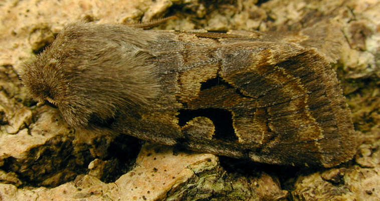 Orthosia gothica Linnaeus 1758 resmi