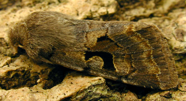 Orthosia gothica Linnaeus 1758 resmi