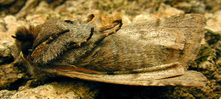 Orthosia gothica Linnaeus 1758 resmi