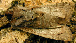 Orthosia gothica Linnaeus 1758 resmi