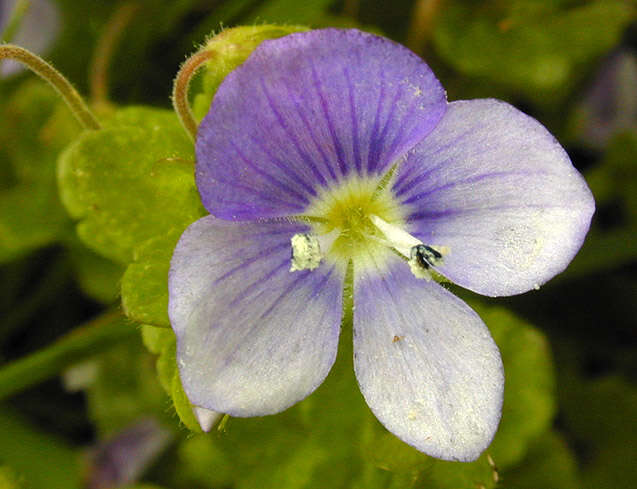 Image of slender speedwell