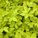 Image of bishop's goutweed
