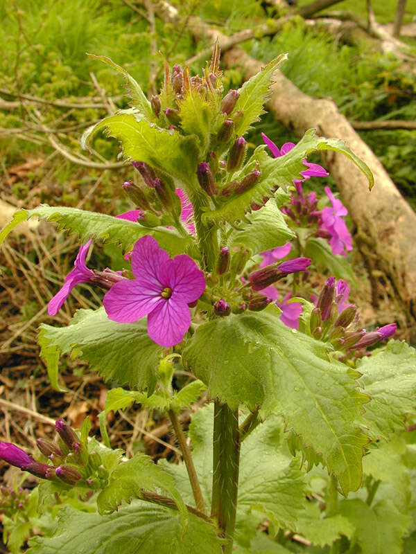 Image of annual honesty