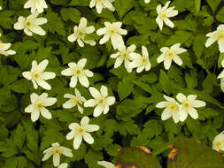 Image of European thimbleweed