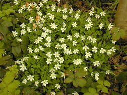 Image of European thimbleweed