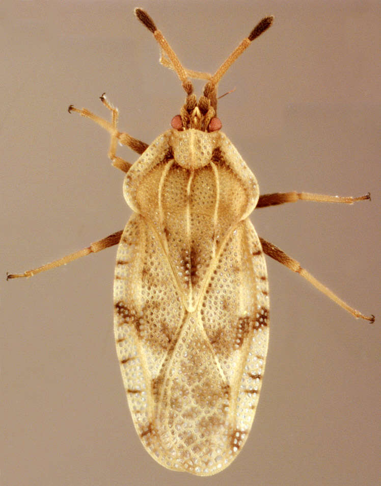 Image of spear thistle lacebug