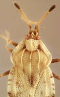 Image of spear thistle lacebug