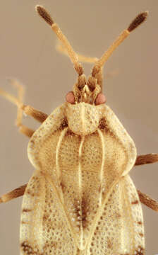 Image of spear thistle lacebug