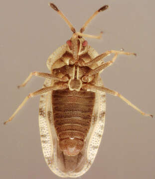 Image of spear thistle lacebug