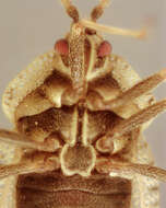 Image of spear thistle lacebug