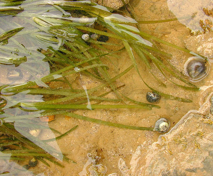 Image of Eelgrass