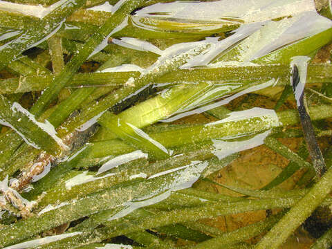 Image of Eelgrass