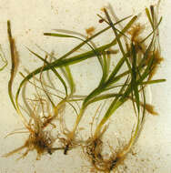 Image of Eelgrass