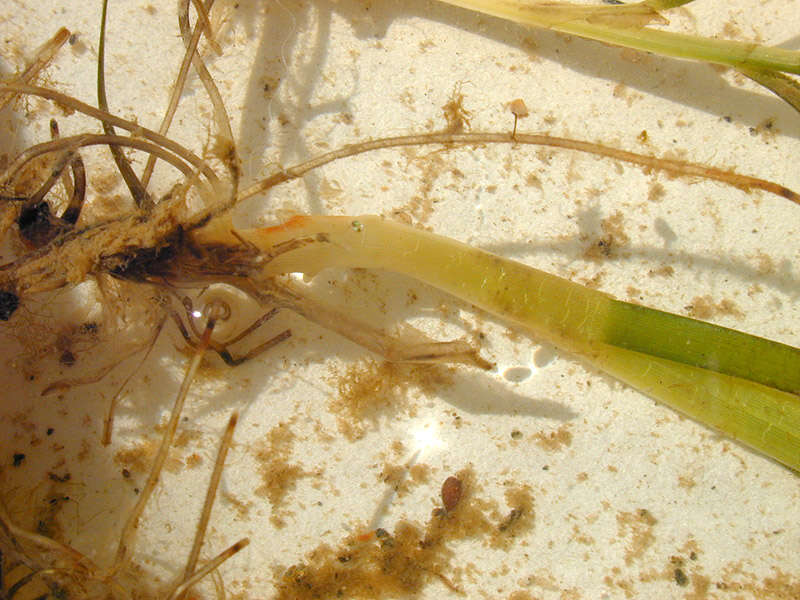 Image of Eelgrass