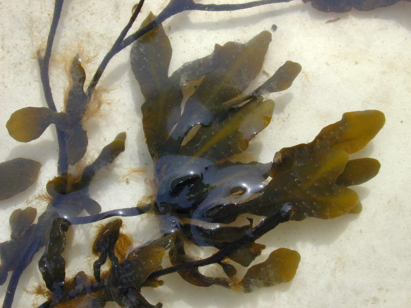 Image of Spiral or Spiralled Wrack